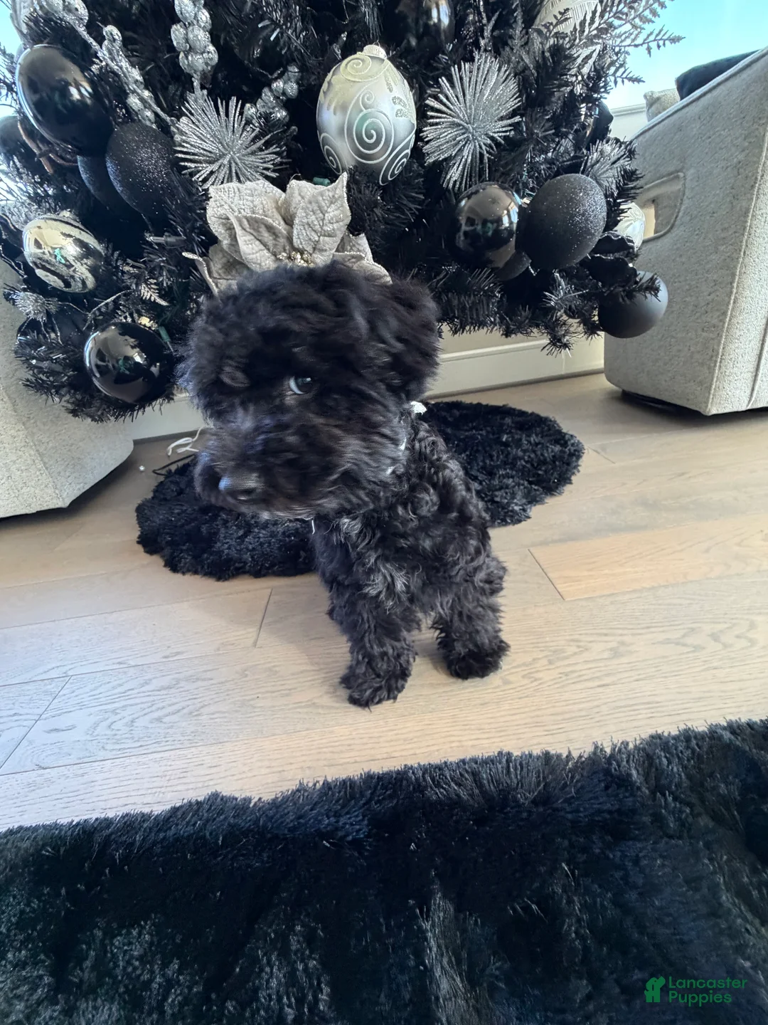 Yorkiepoo dogs for sale: Yorkiepoo 1 - Ad 3