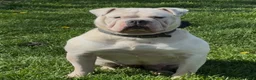 Olde English Bulldogge dogs for sale: Astrid - Ad 5