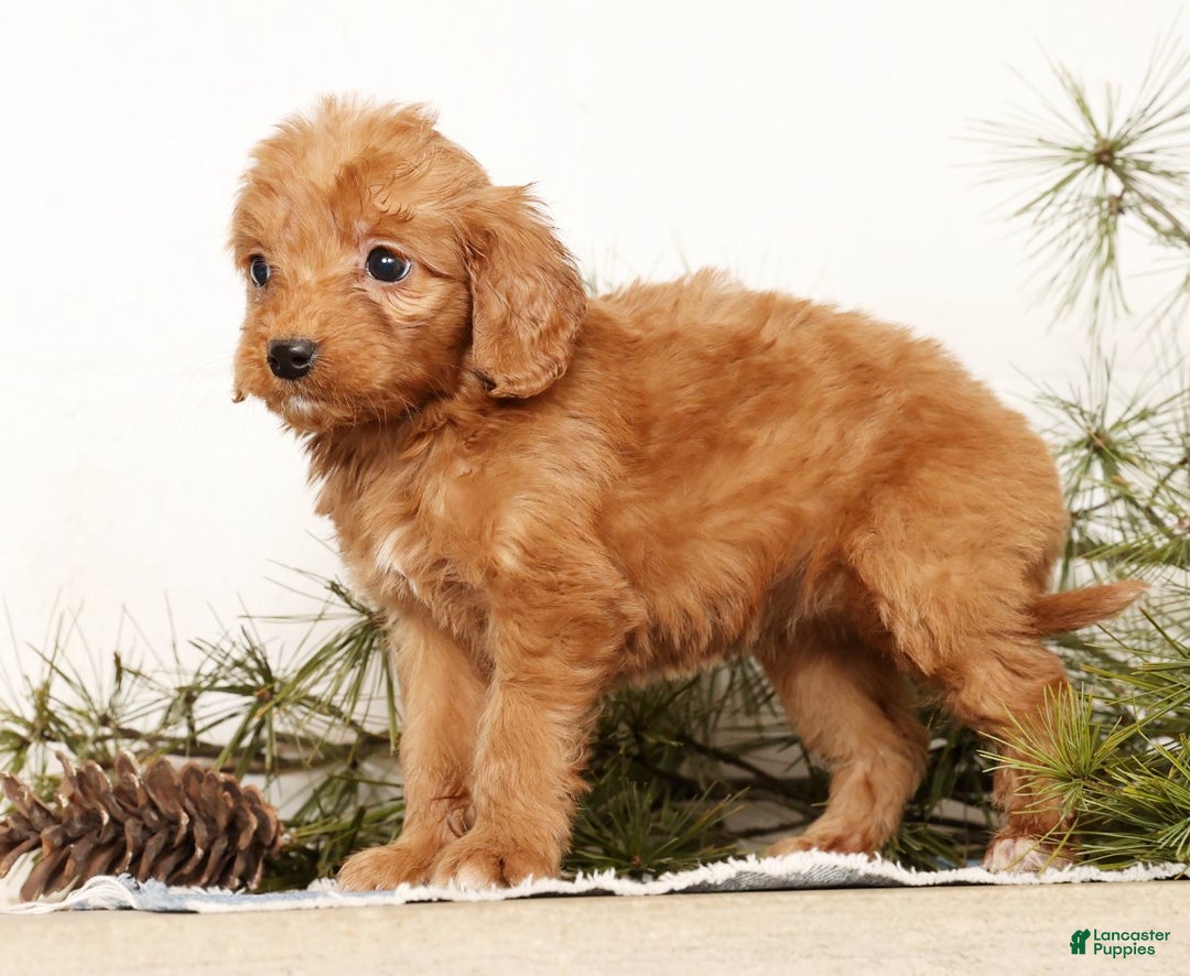 Mini Goldendoodle dogs for sale: Shelly - Ad 7