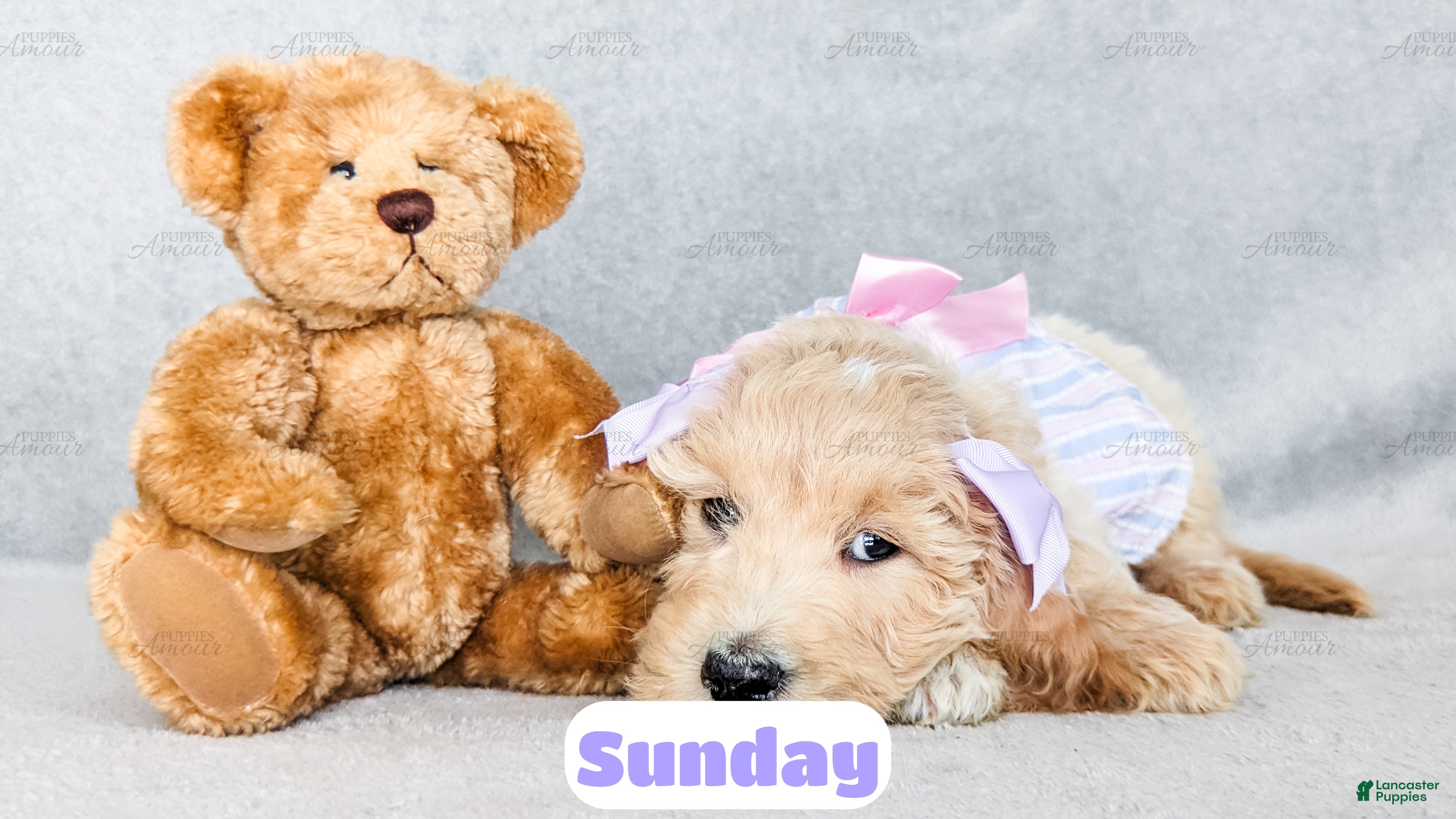 Goldendoodle dogs Sunday - Ad 2