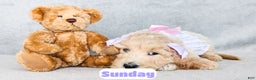 Goldendoodle dogs for sale: Sunday - Ad 2