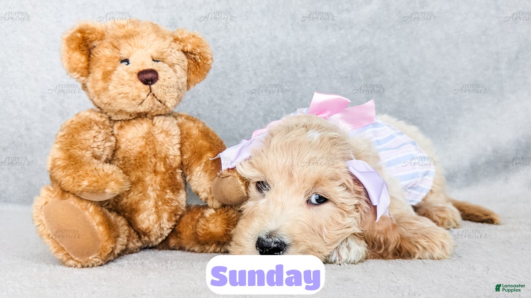 Goldendoodle dogs for sale: Sunday - Ad 2