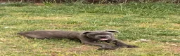 Cane Corso dogs for sale: Blue - Ad 4