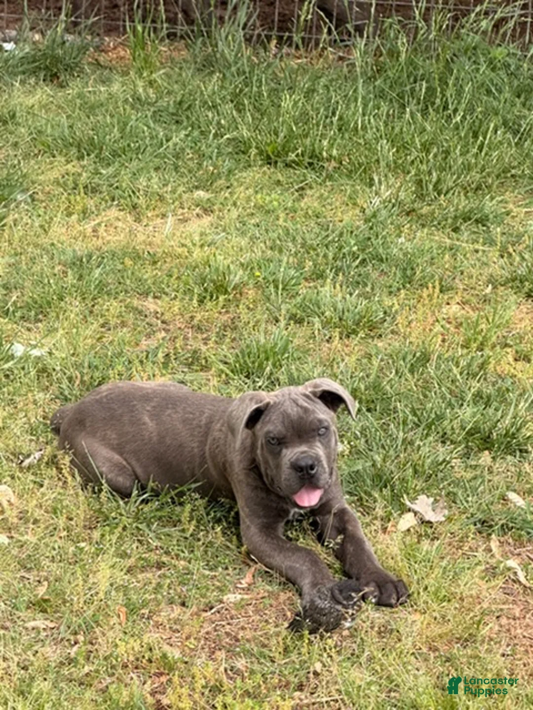 Cane Corso dogs for sale: Blue - Ad 4