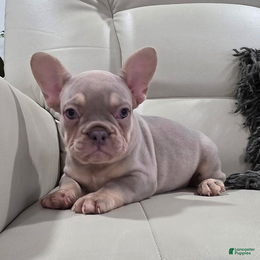 French Bulldog dogs for sale: Kai - Ad 3