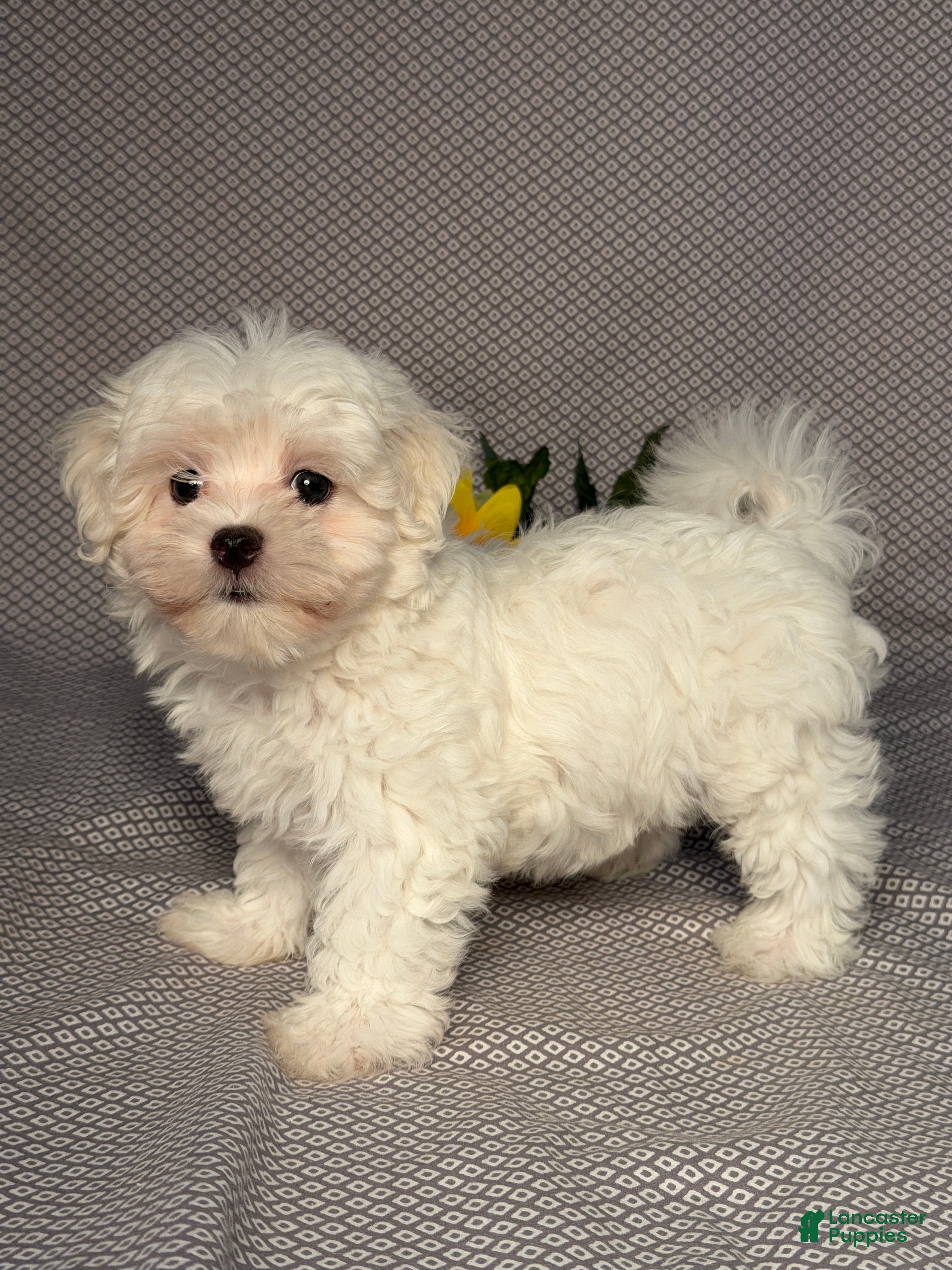 Maltese dogs Nick - Ad 2
