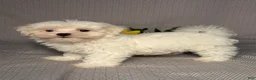 Maltese dogs for sale: Nick - Ad 2
