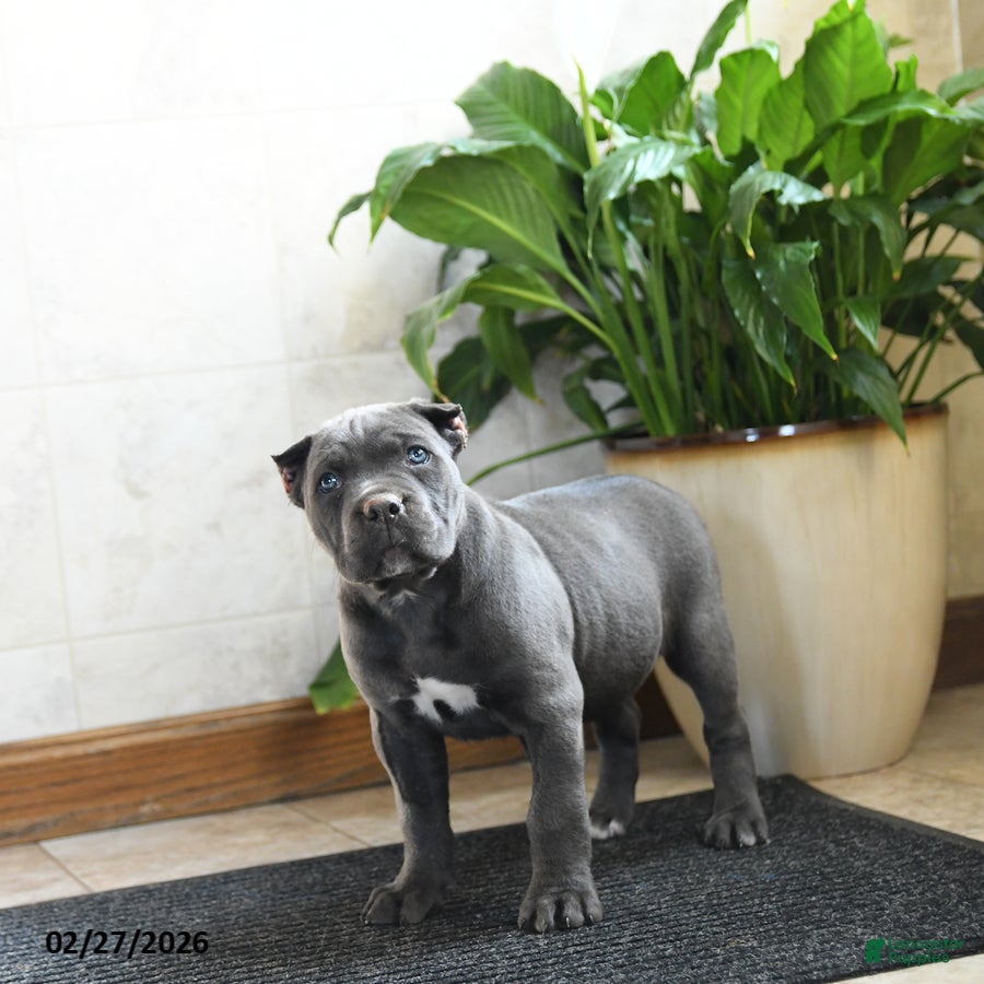 Cane Corso dogs Xala - Ad 1
