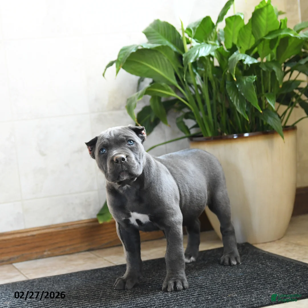 Cane Corso dogs for sale: Xala - Ad 1