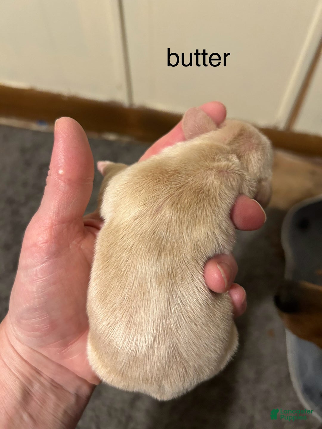 Miniature Dachshund dogs for sale: Butter  - Ad 4