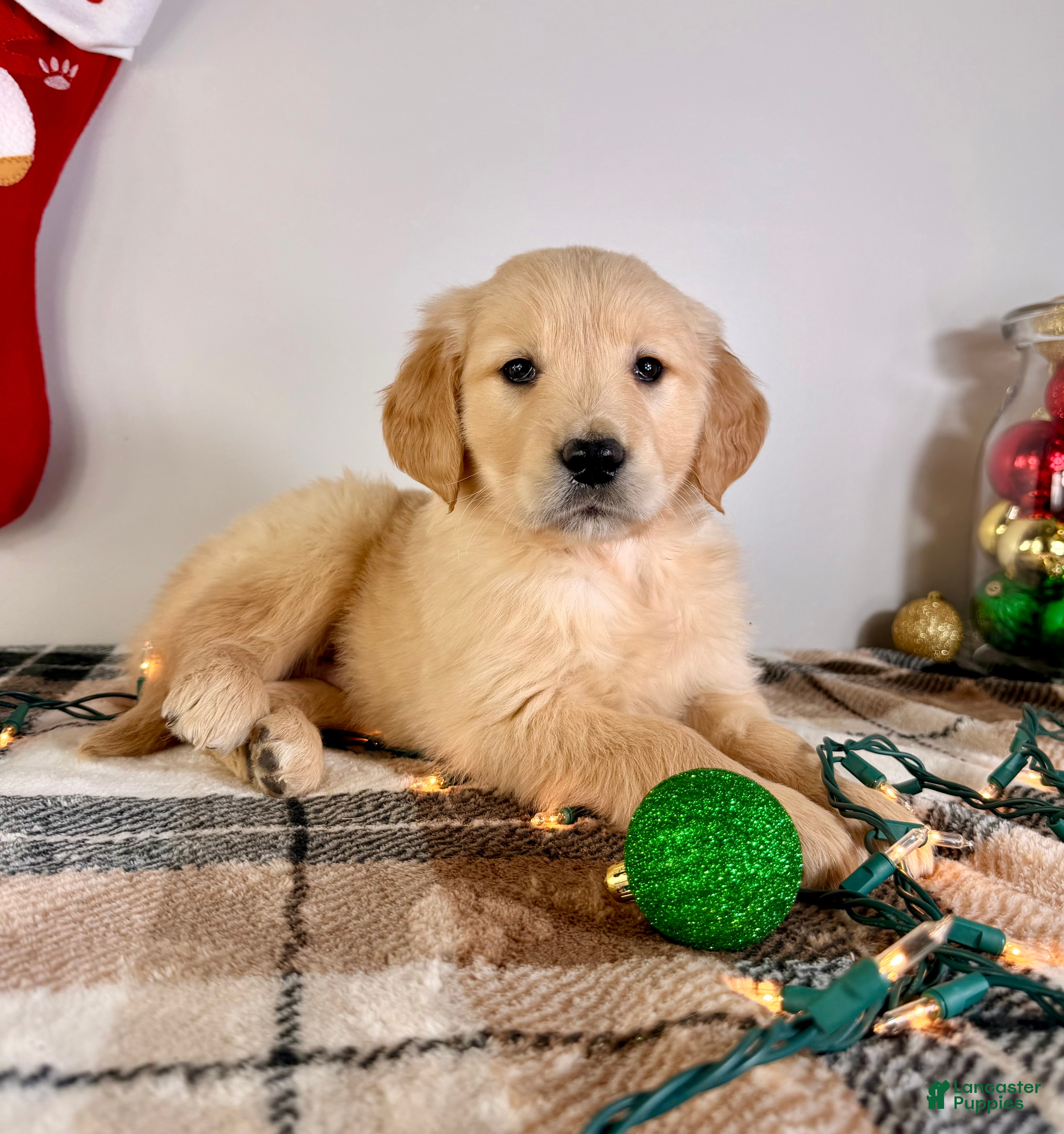 Golden Retriever dogs AKC Grayson - Ad 36
