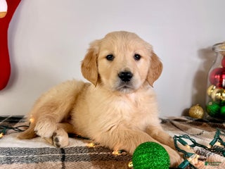 Golden Retriever dogs AKC Grayson - Ad 36