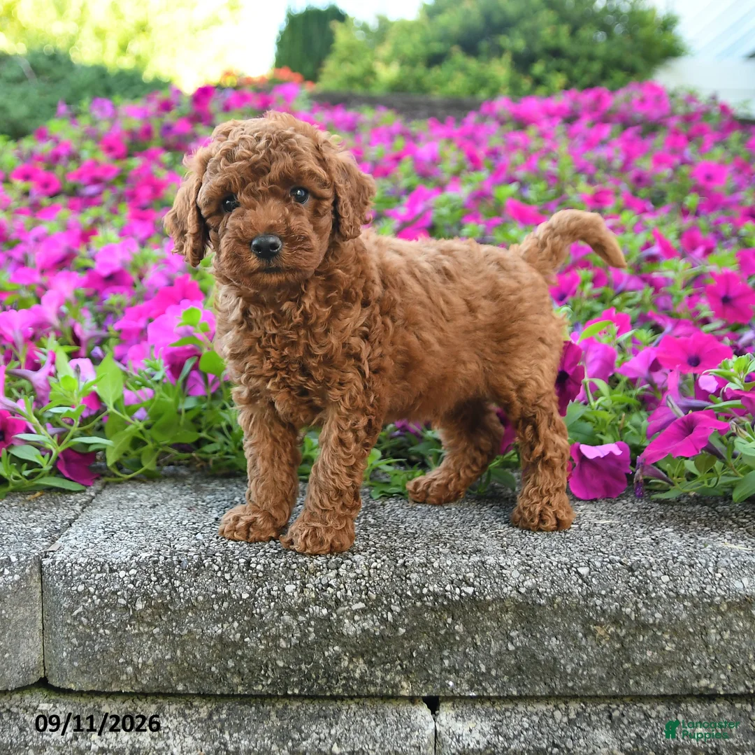Miniature Poodle dogs for sale: Koda - Ad 1