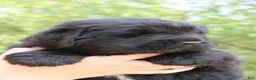 Newfoundland dogs for sale: Cricket - Ad 2