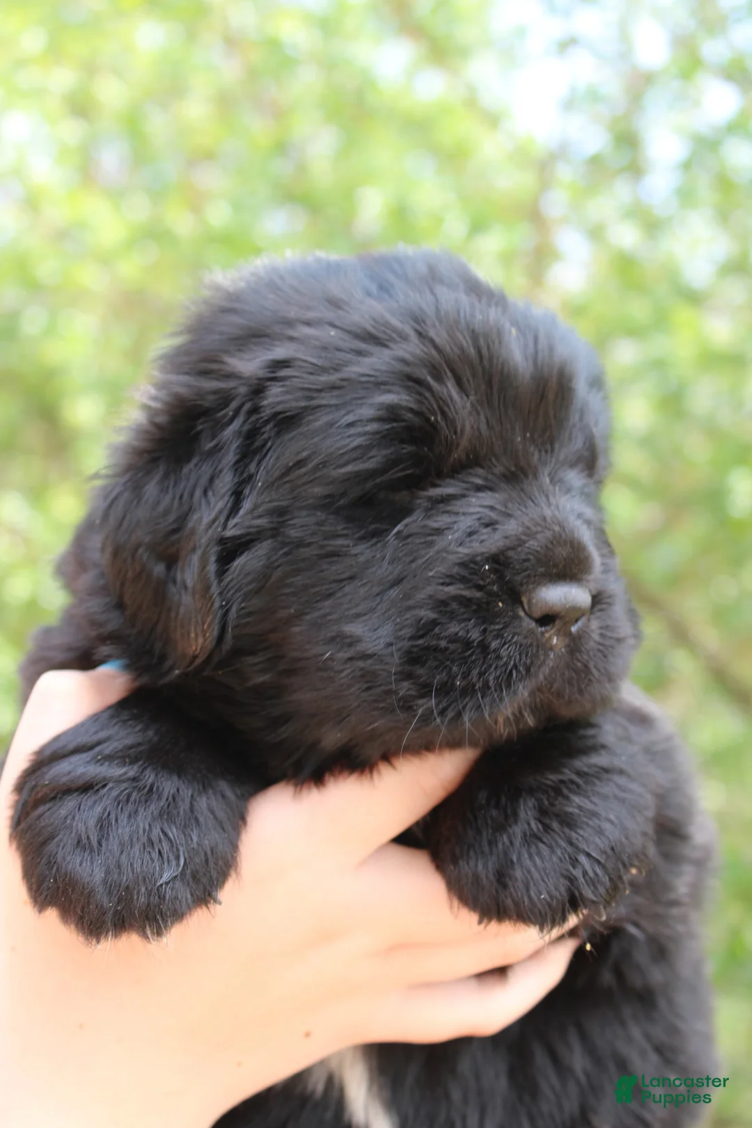 Newfoundland dogs for sale: Cricket - Ad 2