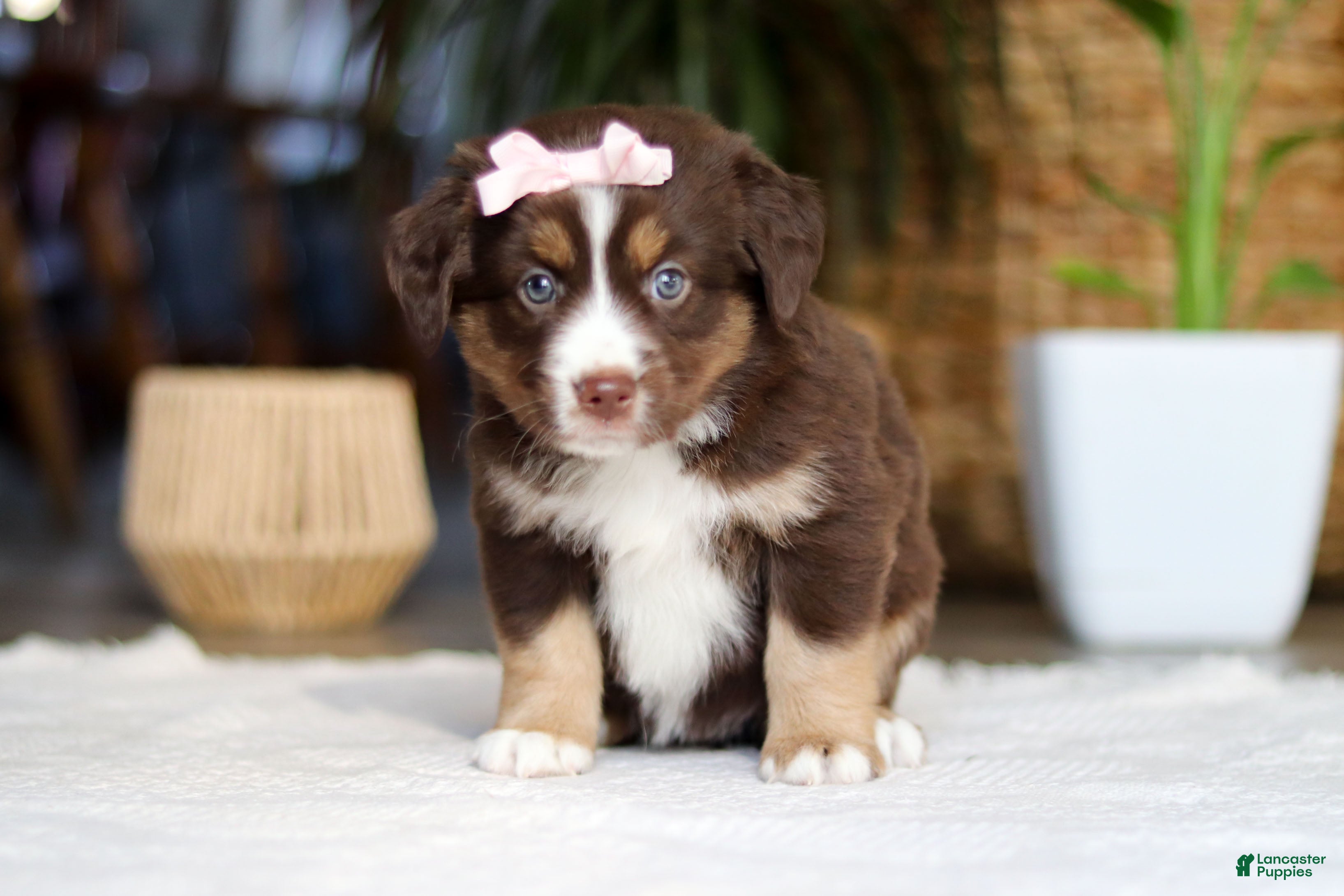 Australian Shepherd dogs Tulip - Ad 2
