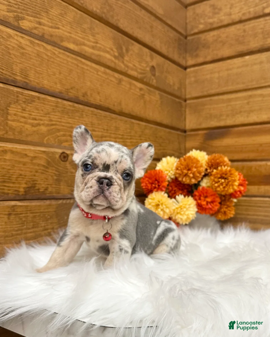 French Bulldog dogs for sale: Zeland - Ad 1
