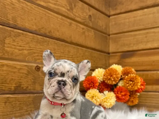French Bulldog dogs for sale: Zeland - Ad 1