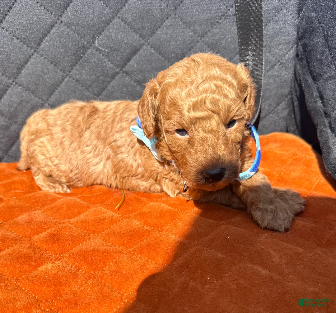 Toy Poodle dogs for sale: TUCKER- AKC GENETICALLY HEALTH TESTED PARENTS - Ad 2
