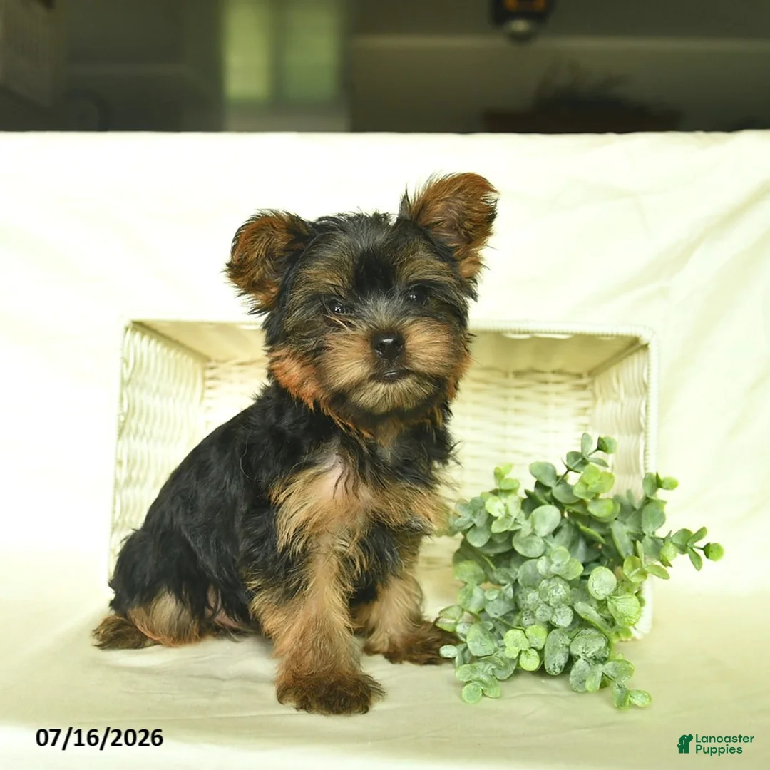 Yorkshire Terrier dogs for sale: Kaper  - Ad 2