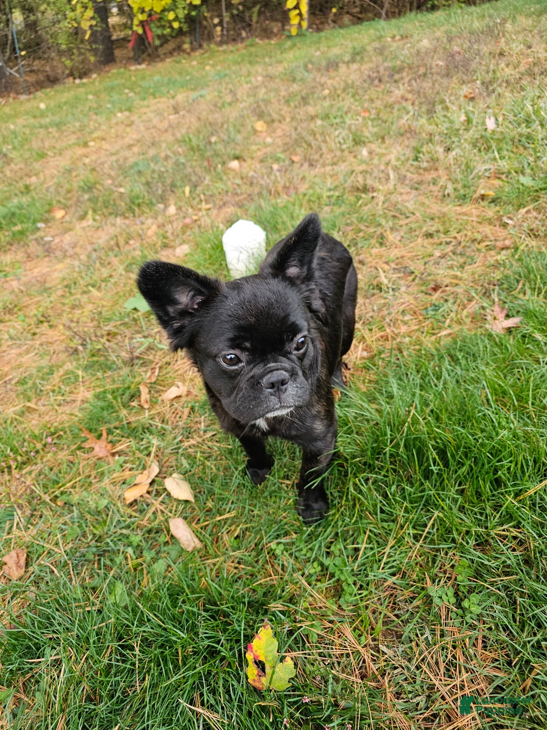 French Bulldog dogs for sale: Jewl Fluffy female  - Ad 8