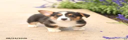Welsh Corgi Pembroke dogs for sale: Luca - Ad 3