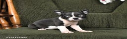 Boston Terrier dogs for sale: Roxie - Ad 9