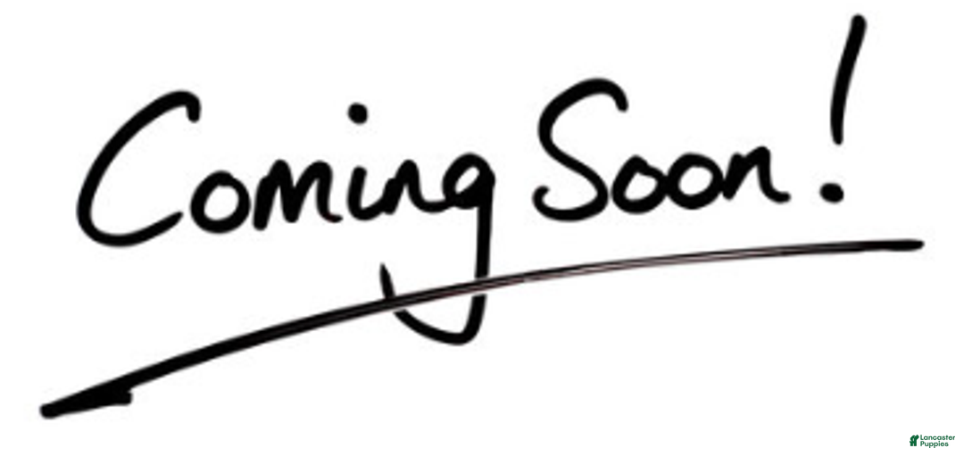 Yorkshire Terrier dogs for sale: Yorkshire Terrier Puppy 3 - Ad 1