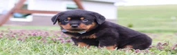 Rottweiler dogs for sale: Roscoe - Ad 4
