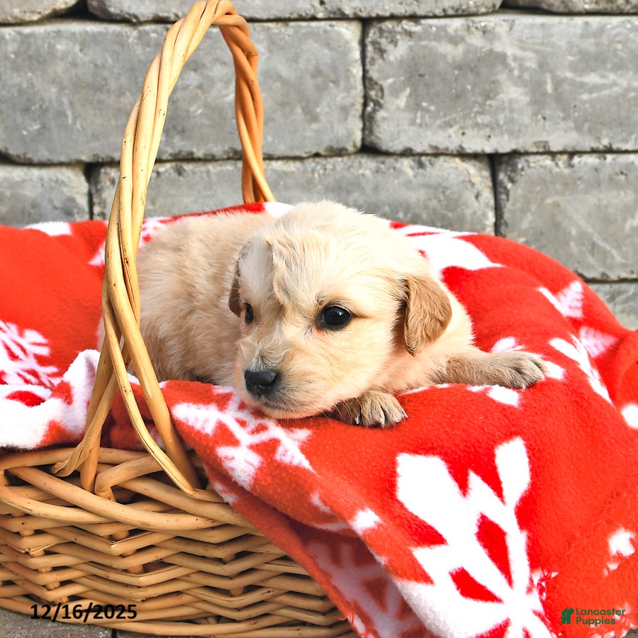 Golden Retriever dogs Dixie - Ad 40