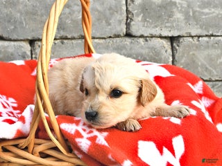 Golden Retriever dogs Dixie - Ad 16