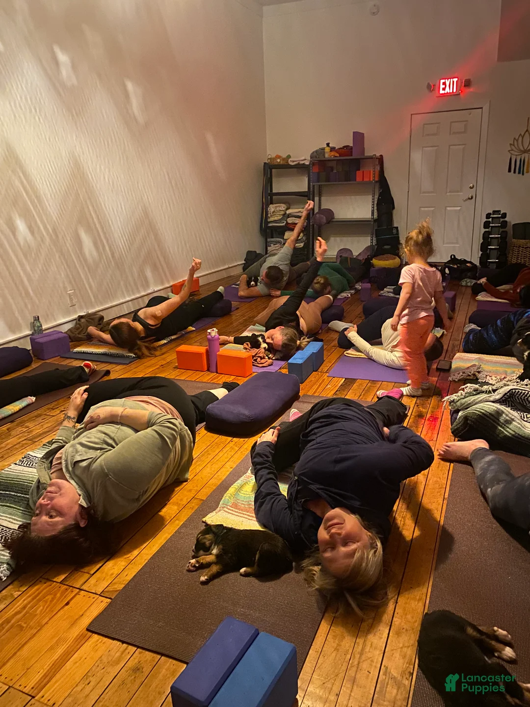 Bernedoodle dogs for sale: Bernedoodle Puppy 9 - Ad 8