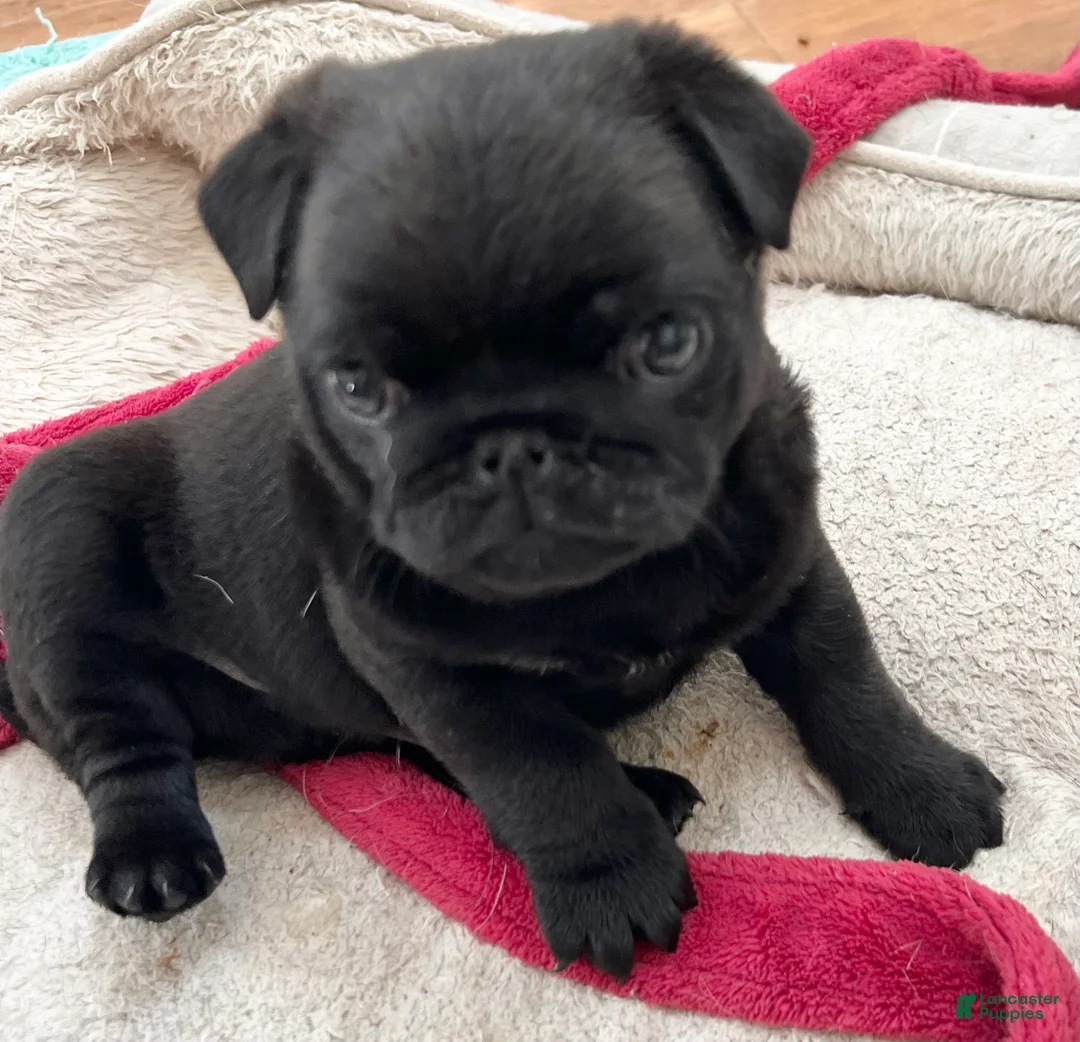 Pug dogs for sale: Pug Puppy 1 - Ad 2