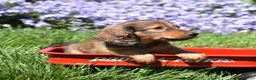 Miniature Dachshund dogs for sale: Dolly - Ad 2
