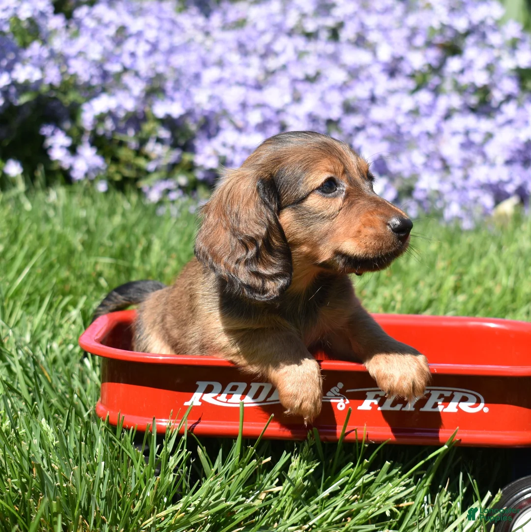 Miniature Dachshund dogs for sale: Dolly - Ad 2