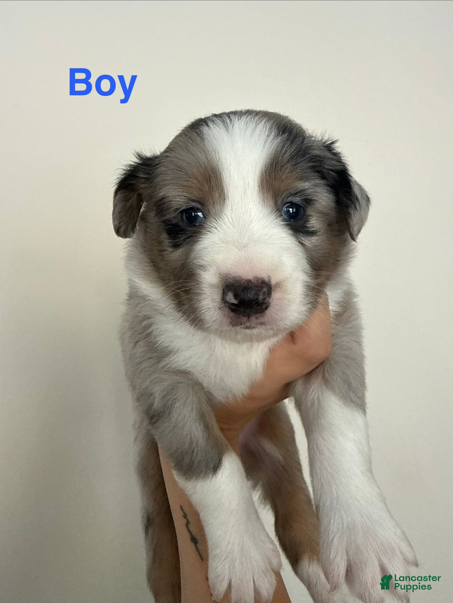 Australian Shepherd dogs Australian Shepherd 1 - Ad 18