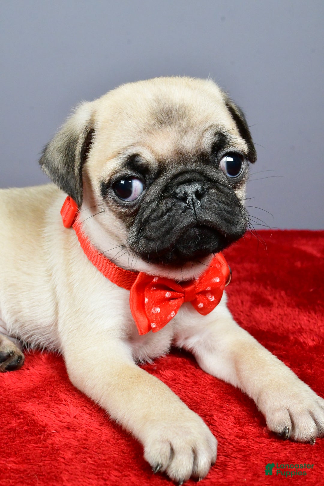 Pug dogs for sale: Tommy - Ad 5