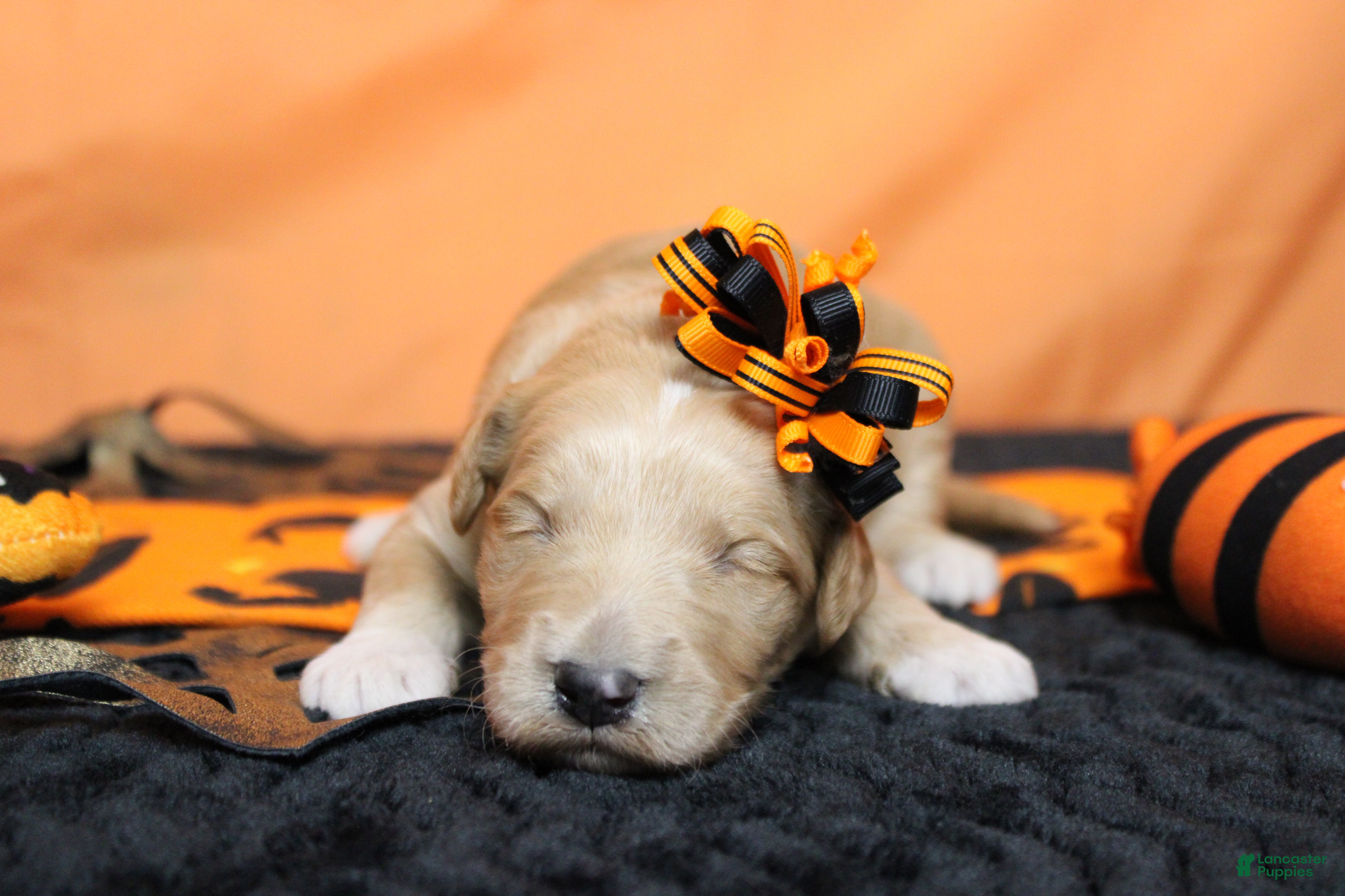 Goldendoodle dogs for sale: Cinder  - Ad 4