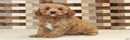 Cavapoo dogs for sale: Diego - Ad 1