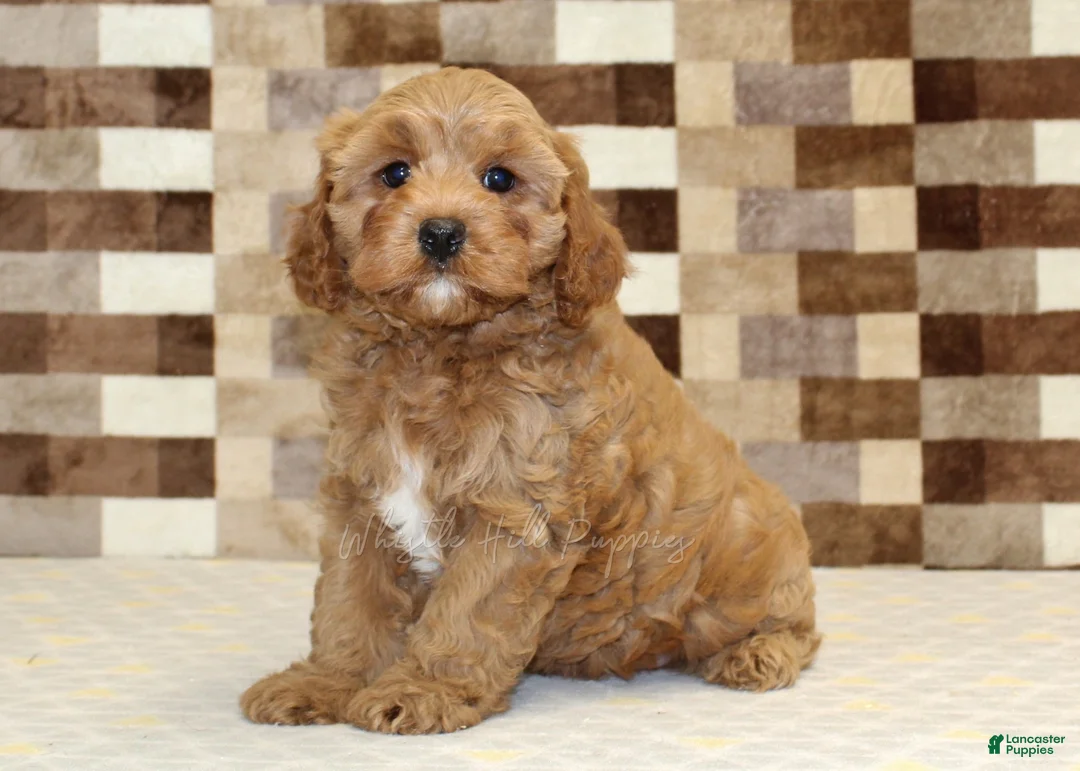 Cavapoo dogs for sale: Diego - Ad 1