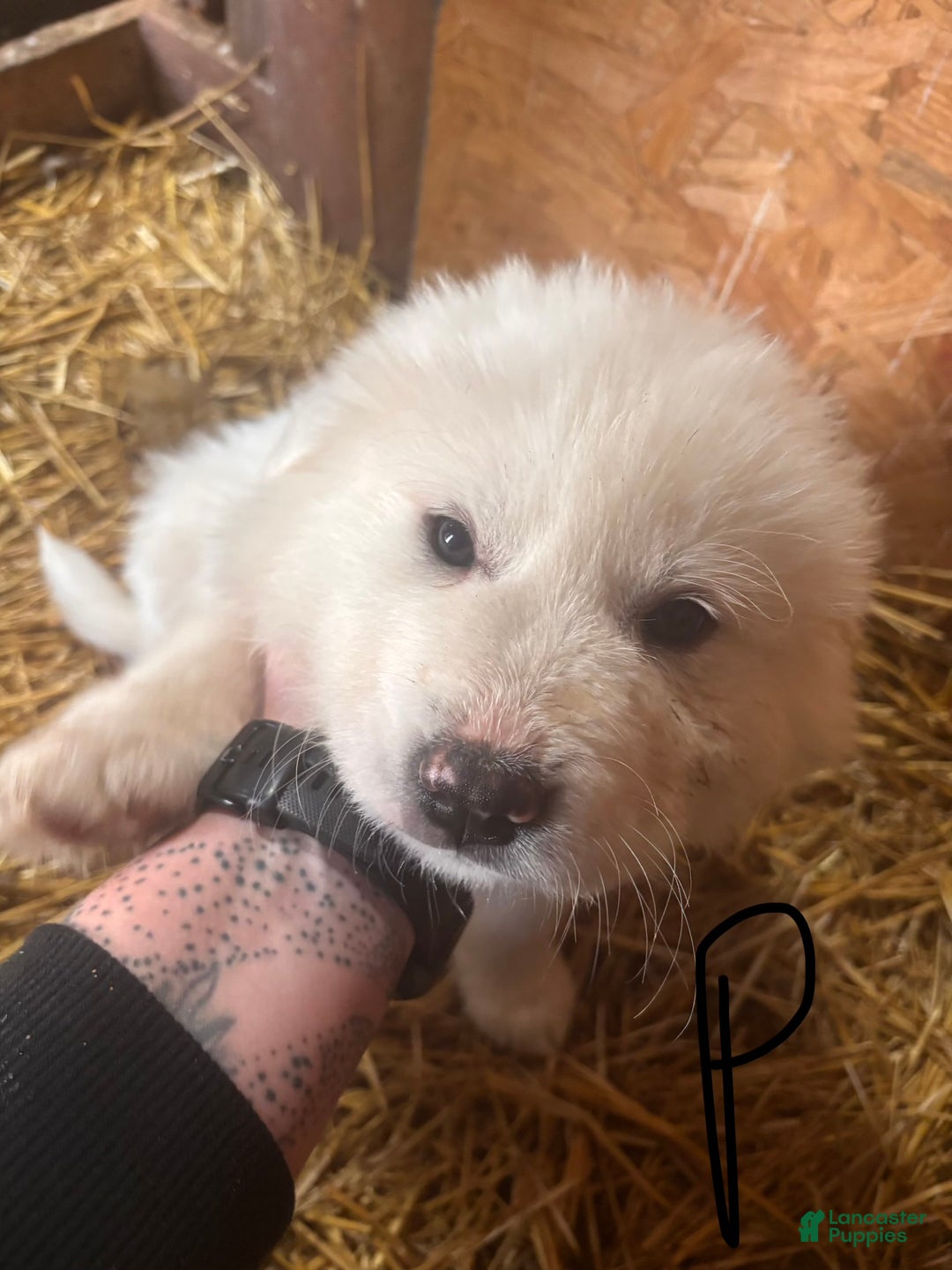 Great Pyrenees dogs for sale: Great Pyrenees Puppy 2 - Ad 2