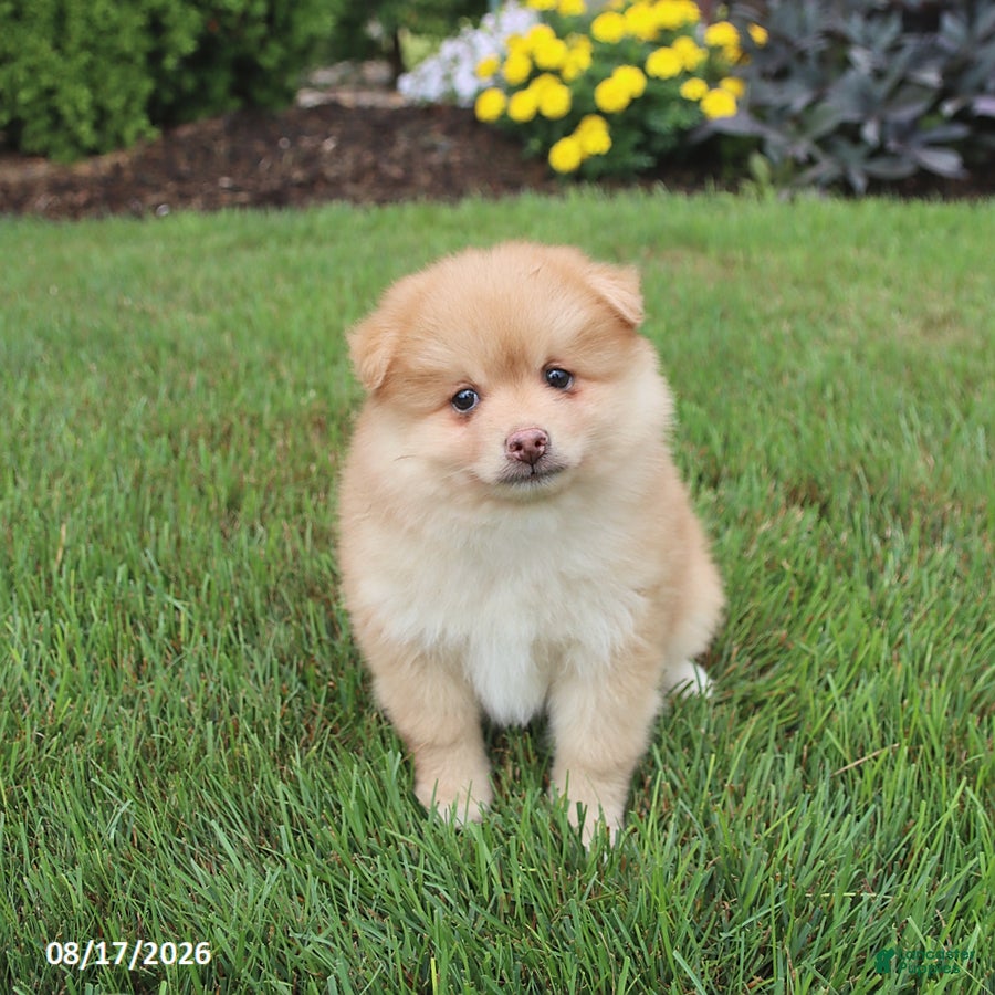 Pomsky dogs Sully - Ad 1