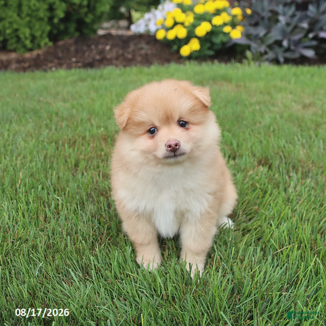 Pomsky dogs for sale: Sully - Ad 1