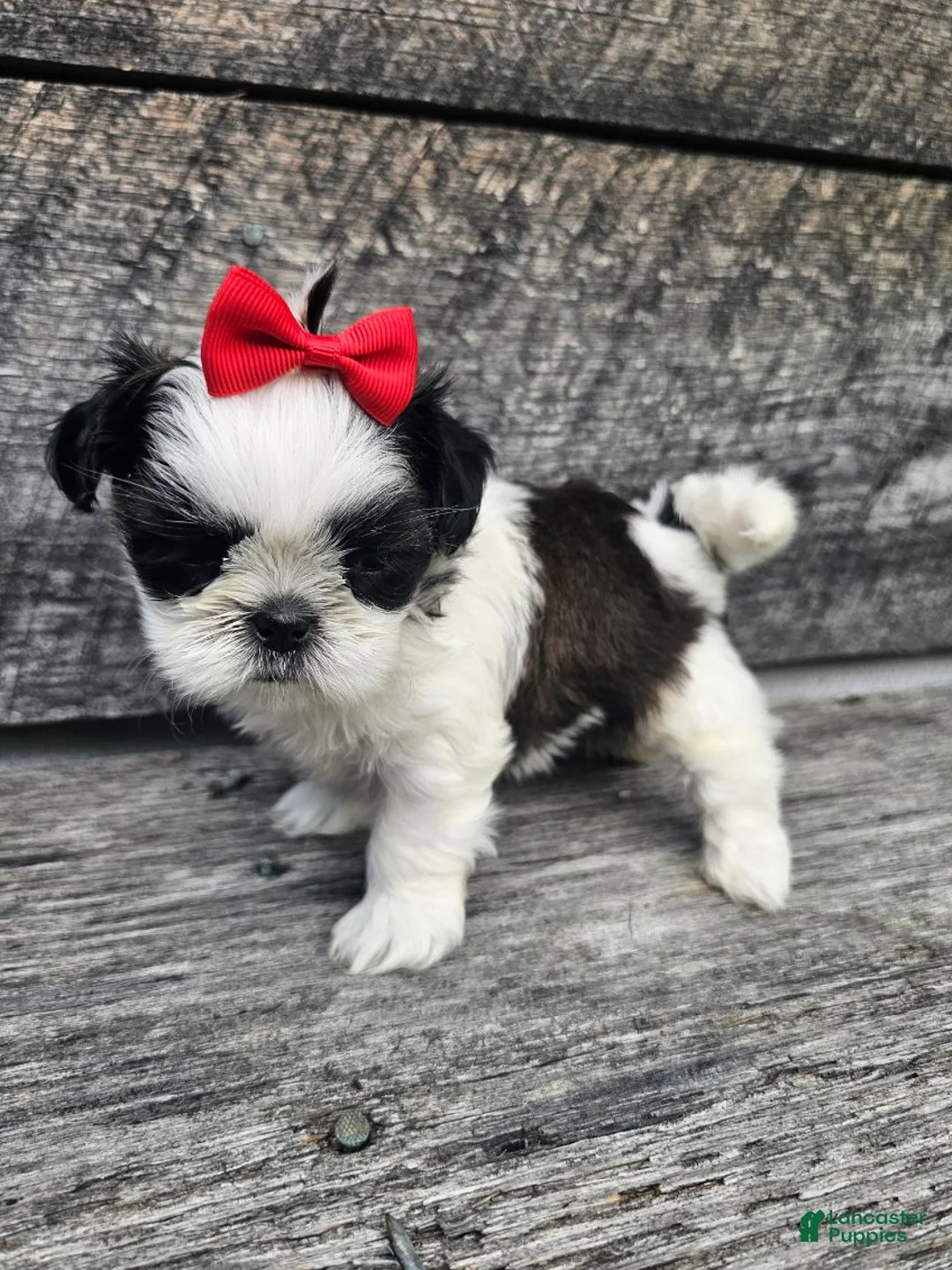 Shih Tzu dogs for sale:  Nina - Ad 1