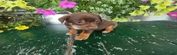 Chihuahua dogs for sale: Tyler - Ad 6