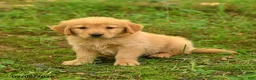Golden Retriever dogs for sale: Devin - Ad 4