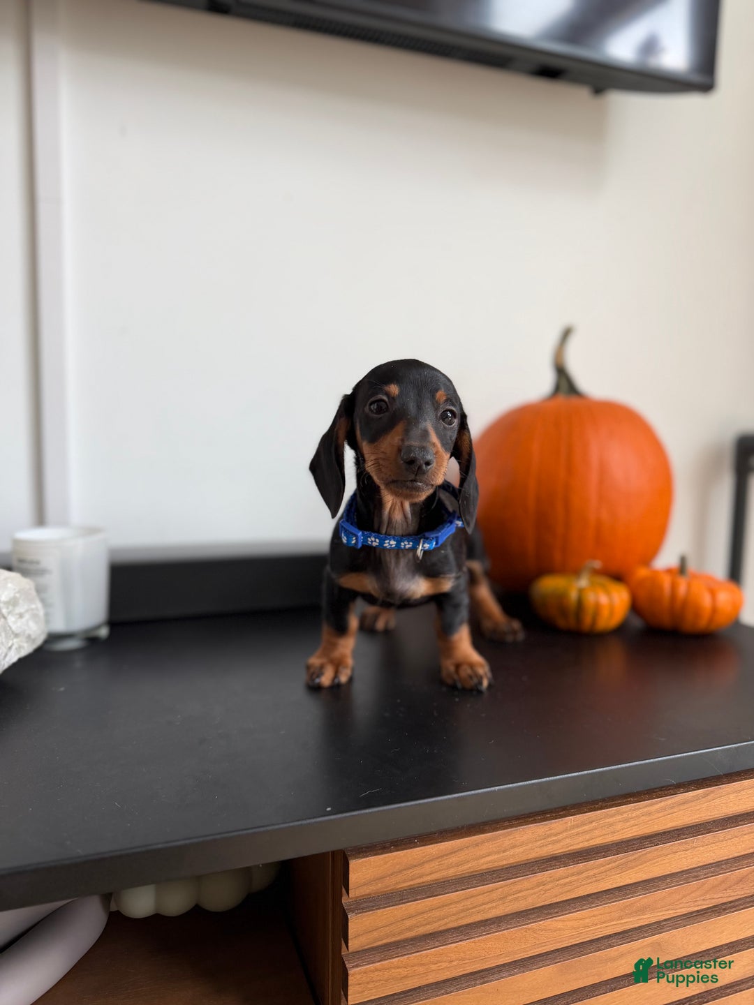 Miniature Dachshund dogs for sale: Miko - Ad 2