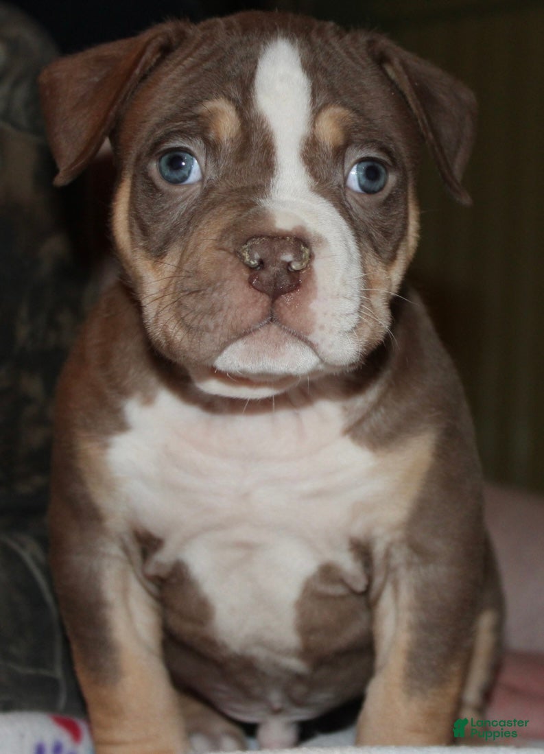 American Bully dogs Kodiak aka Kody - Ad 1