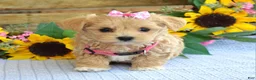 Maltipoo dogs for sale: Tessa - Ad 5