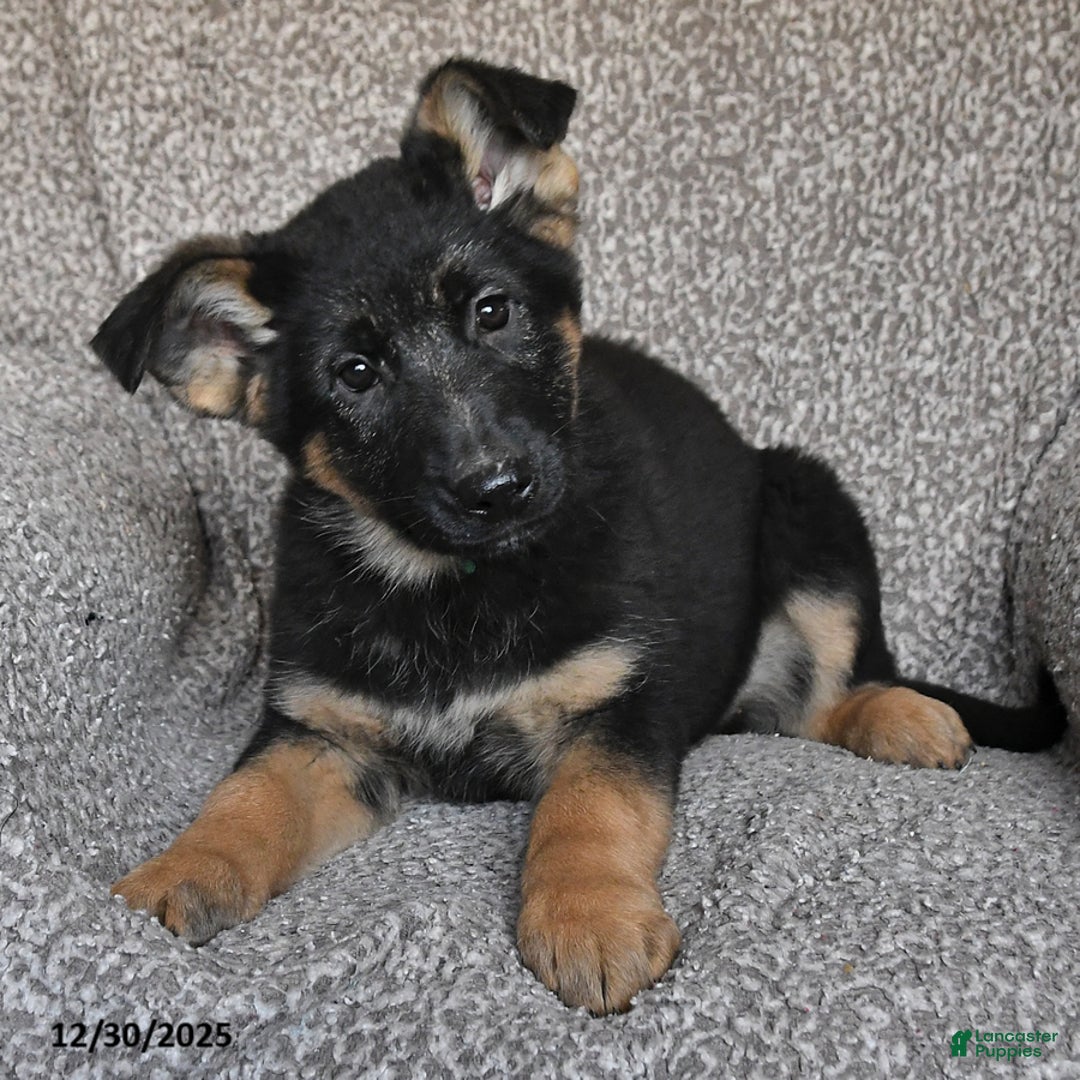 German Shepherd dogs for sale: Scarlet - Ad 4